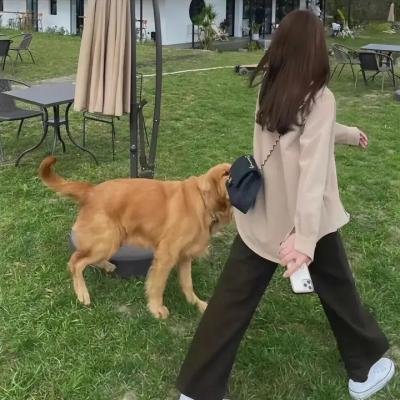 小太阳达芬妮